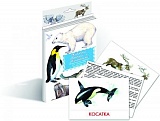 Дидактич. карточки "Животные Арктики и Антарктики"